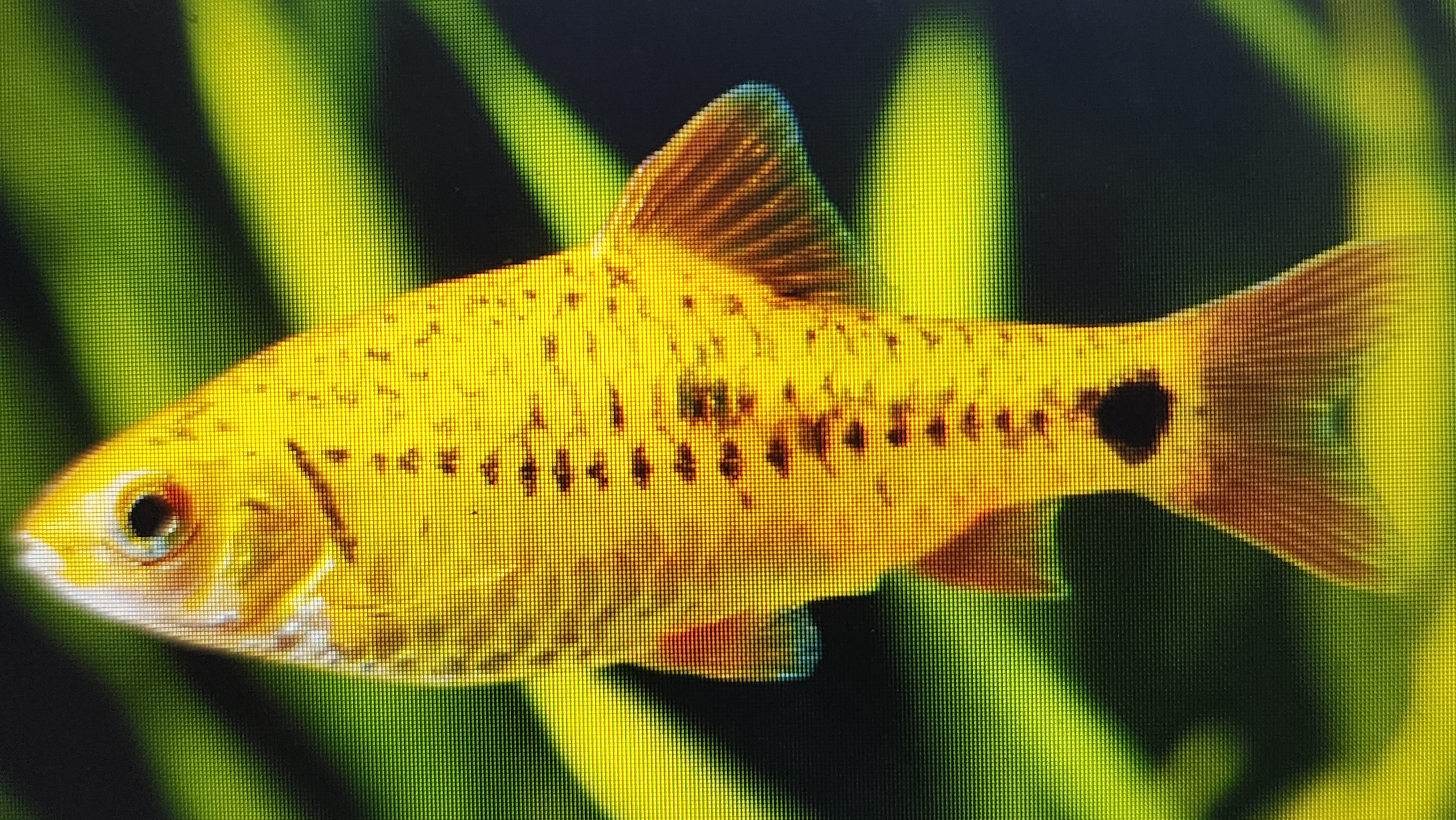 Golden barb 3cm – Fishlist by Desmond Lim