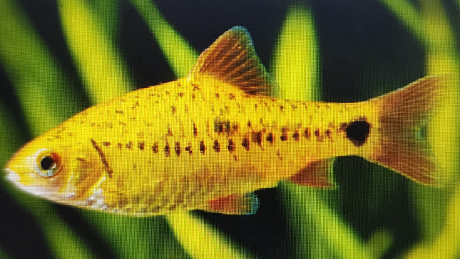 Golden barb 3cm
