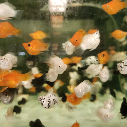 Assorted Balloon Molly 2.5cm