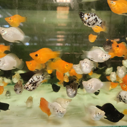 Assorted Balloon Molly 2.5cm