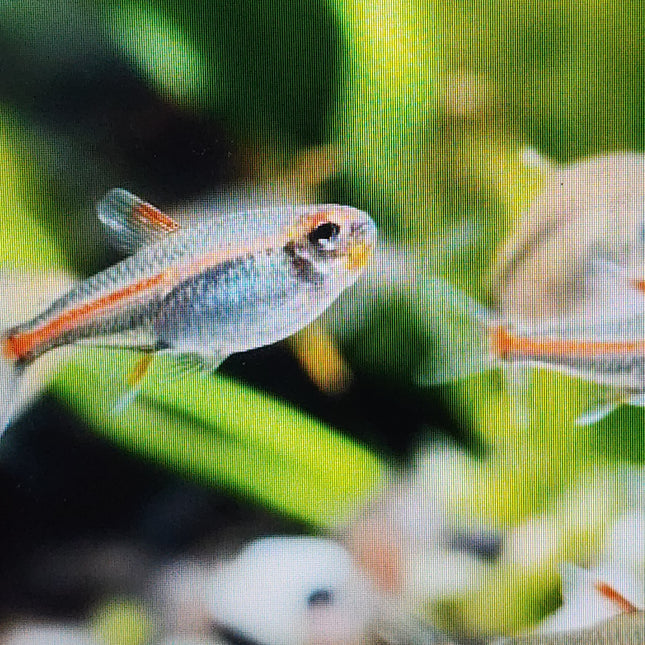 Glowlight tetra 2.5cm