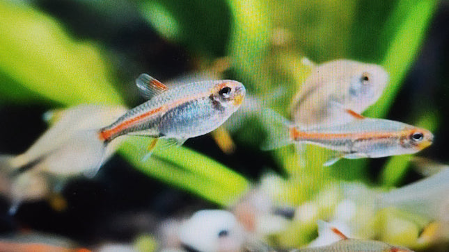 Glowlight tetra 2.5cm
