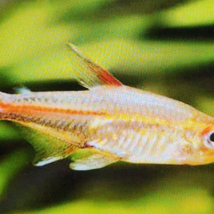 Glowlight tetra 2.5cm