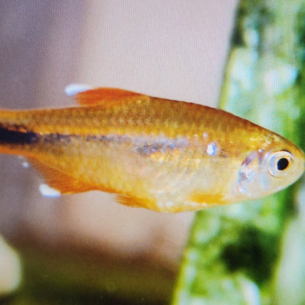 Silver tip tetra 3cm