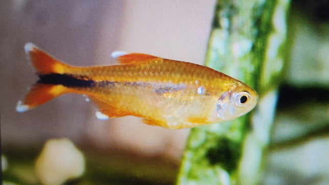 Silver tip tetra 3cm