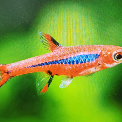 Boraras Brigittae 1cm
