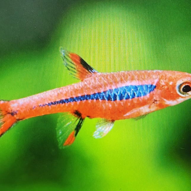 Boraras Brigittae 1cm