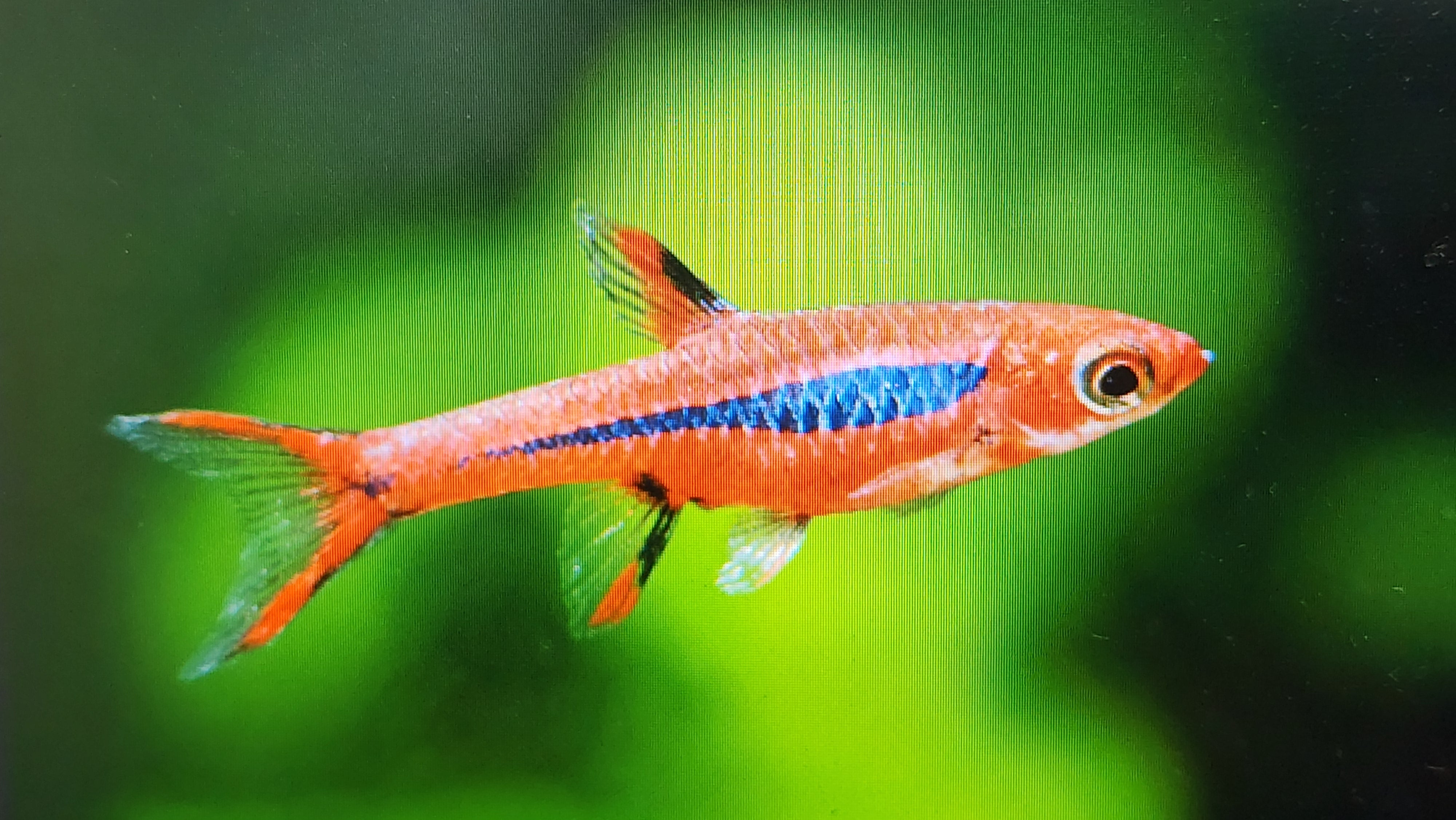 Boraras Brigittae 1cm – Fishlist by Desmond Lim