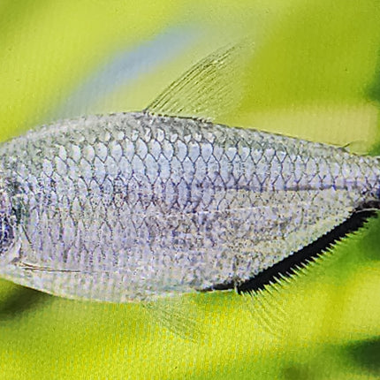 Moenkhausia costae tetra 2.5cm