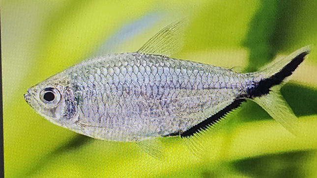 Moenkhausia costae tetra 2.5cm