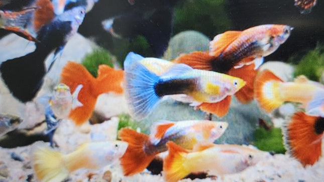 Assorted Guppy 3cm