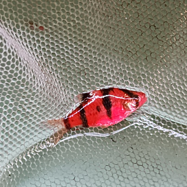 Luminous Red tiger barb 2.5cm