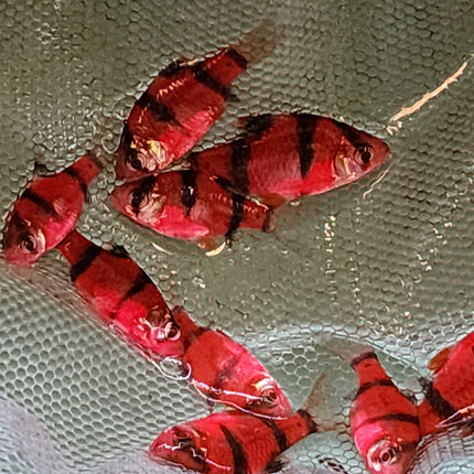 Luminous Red tiger barb 2.5cm