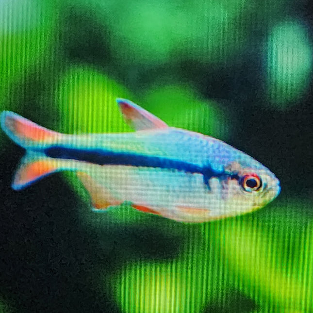Imperial lapis tetra 2.5cm