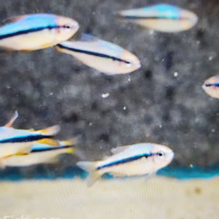 Imperial lapis tetra 2.5cm