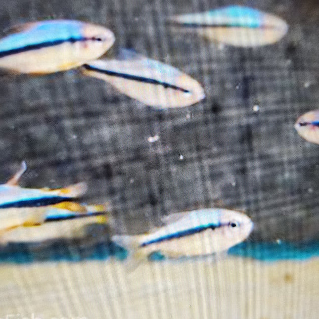 Imperial lapis tetra 2.5cm