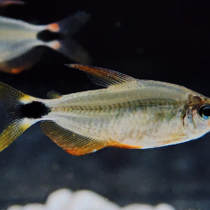 Raccoon tetra 2.5cm