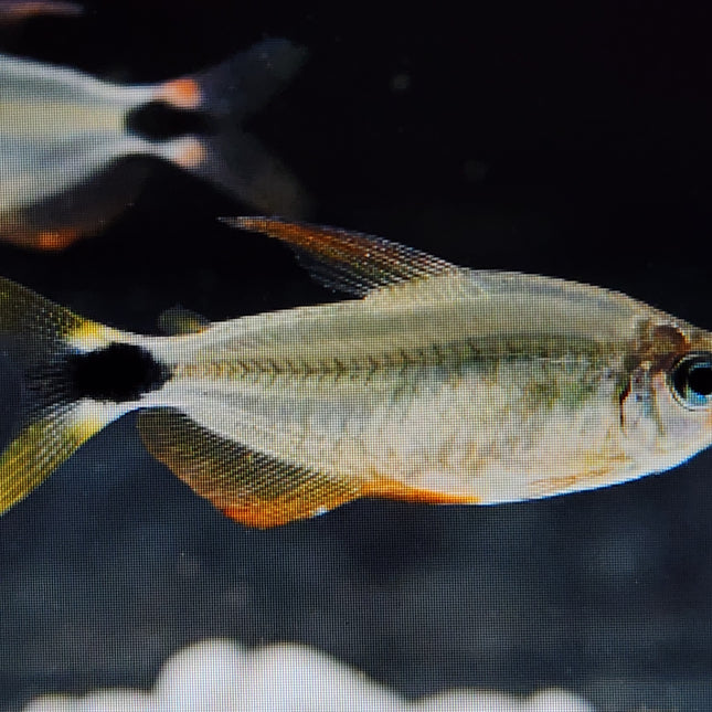 Raccoon tetra 2.5cm