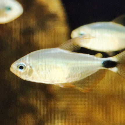 Raccoon tetra 2.5cm