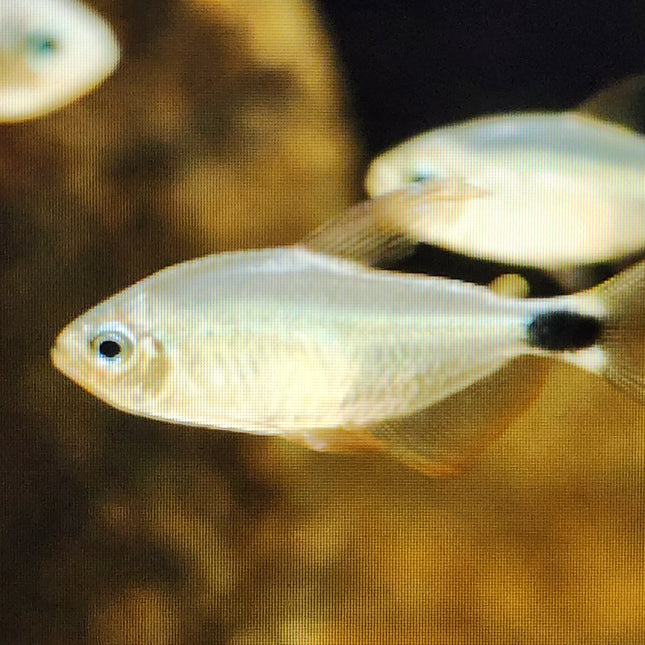 Raccoon tetra 2.5cm