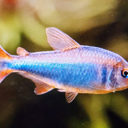 Blueberry tetra 2.5cm