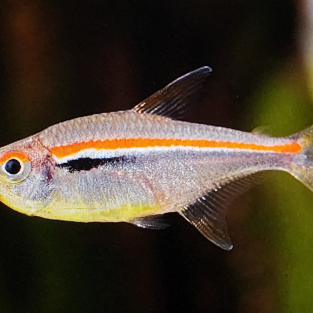 Amapa tetra 2.5cm