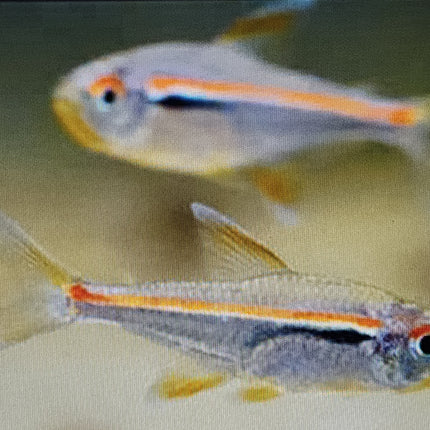 Amapa tetra 2.5cm