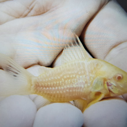 Corydoras Albino Sterbai 3cm