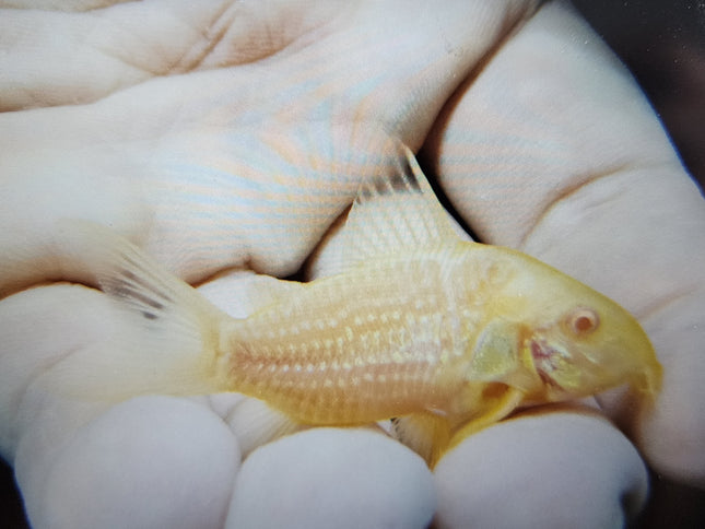 Corydoras Albino Sterbai 3cm