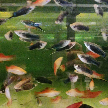 Assorted swordtails 4cm