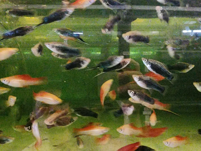 Assorted swordtails 4cm