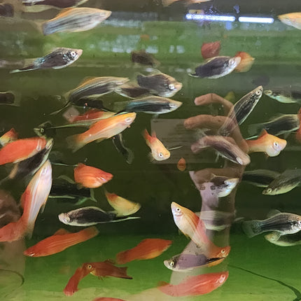 Assorted swordtails 4cm