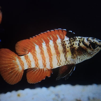 Black tiger dario 2cm