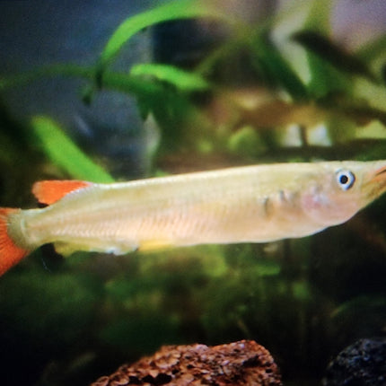 Celebes half beak 5-6cm