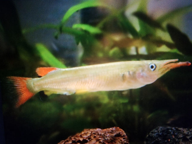 Celebes half beak 5-6cm