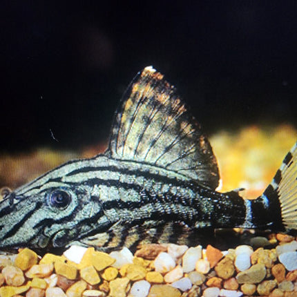 Pleco L191 dull eye royal 6-8cm