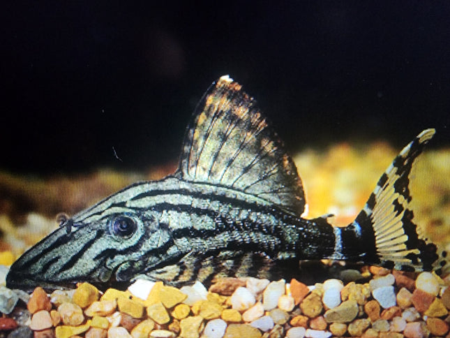 Pleco L191 dull eye royal 6-8cm