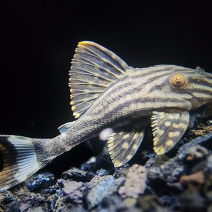 Pleco L190 royal 6-8cm