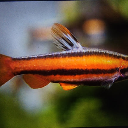 Red coral pencilfish 2.5-3cm