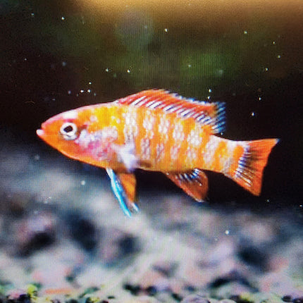 Red badis 1.5cm