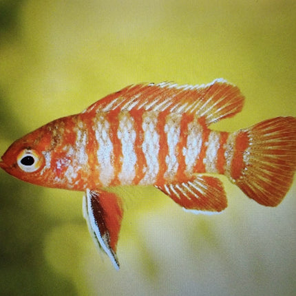Red badis 1.5cm