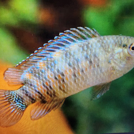 Badis badis 3cm