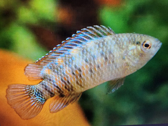 Badis badis 3cm