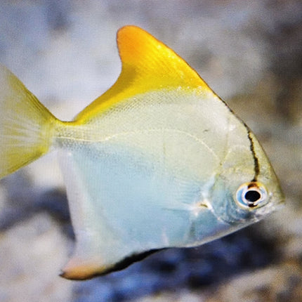 Mono Argenteus 6cm