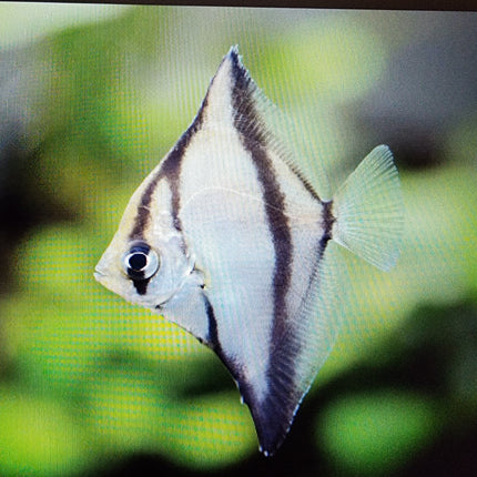 Mono sebae 5cm