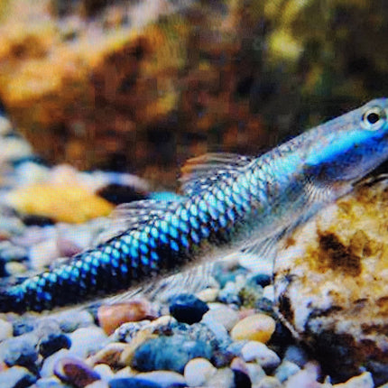 Blue neon goby 3cm