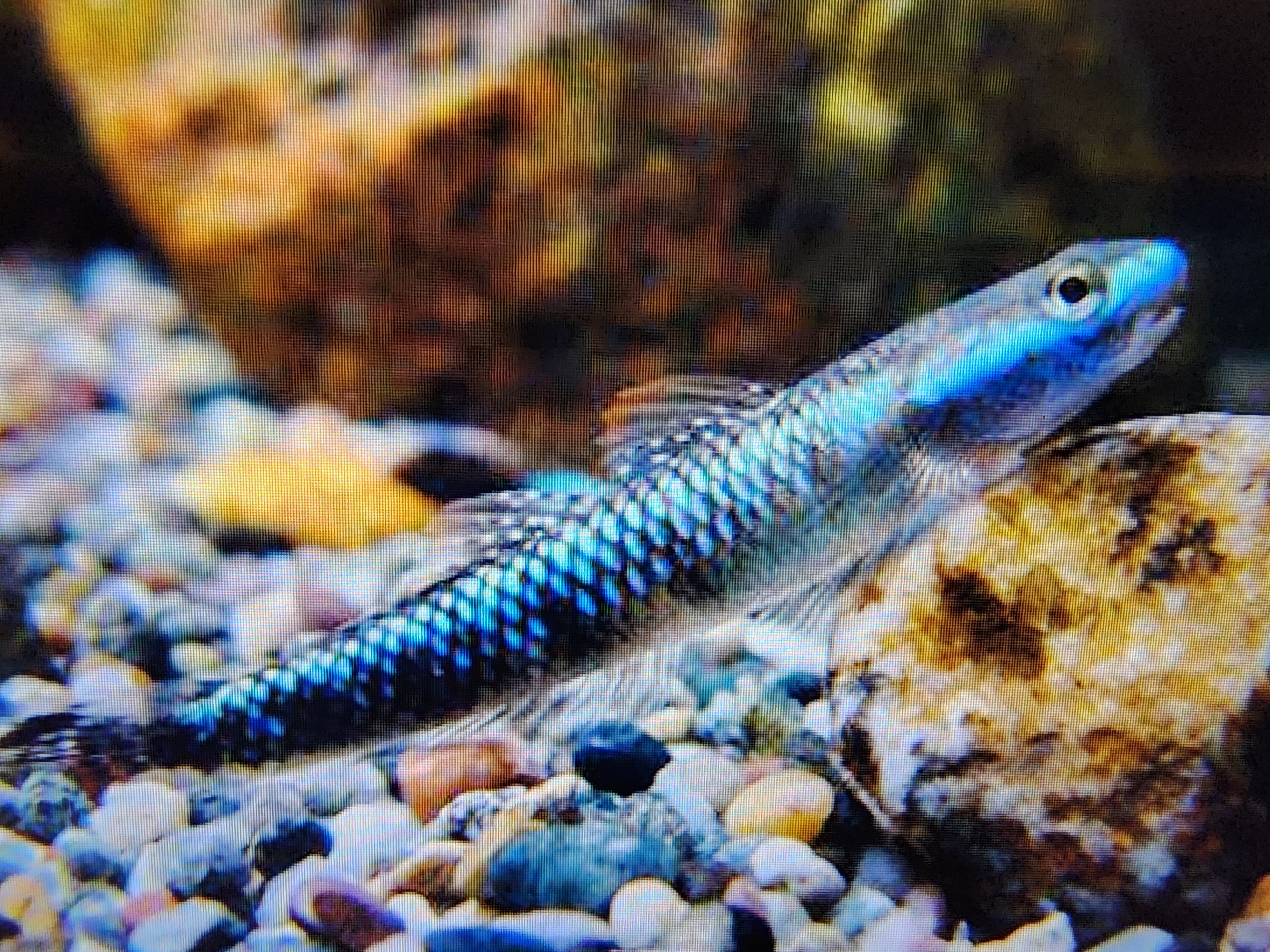 Blue Stream Goby Blue neon goby 3cm – Fishlist by Desmond Lim
