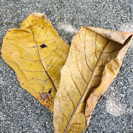 Dried Ketapang leaves