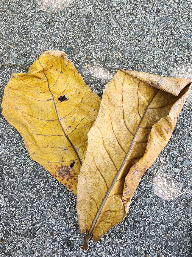 Dried Ketapang leaves
