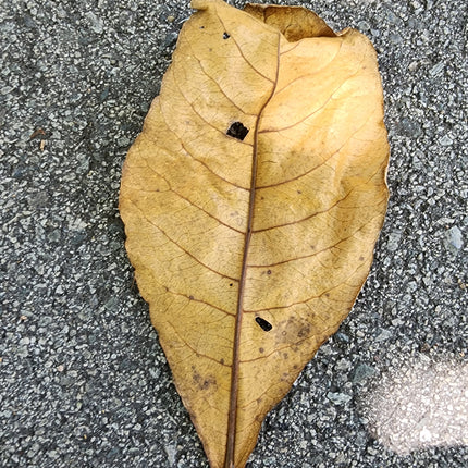 Dried Ketapang leaves
